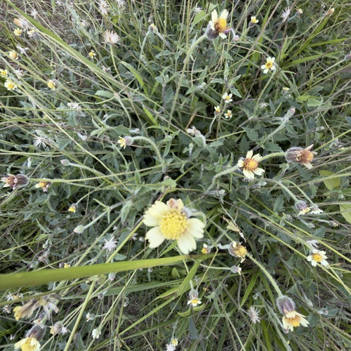 Tridax Daisy