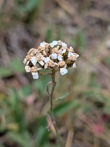 common yarrow