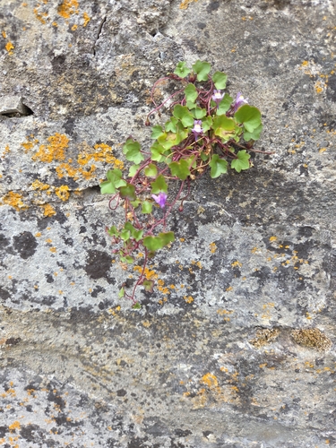 Ivy-leaved toadflax