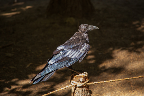 iNaturalist observation photo of Common Raven