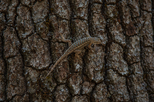 iNaturalist observation photo of Western Fence Lizard