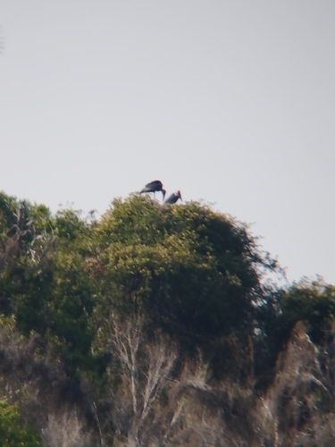 Marabou Stork