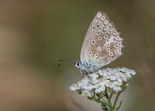 Meleager's Blue