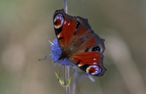 European Peacock Butterfly