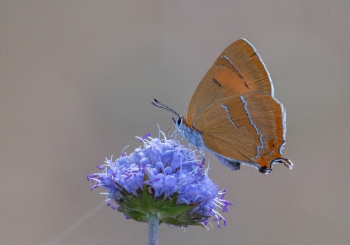 Brown Hairstreak