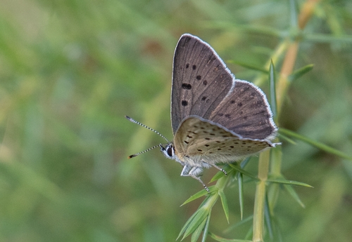 Sooty Copper