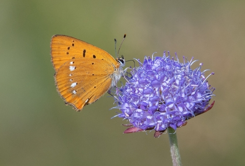 Scarce Copper