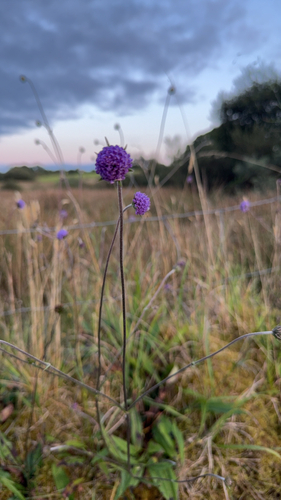 Devil's-bit Scabious