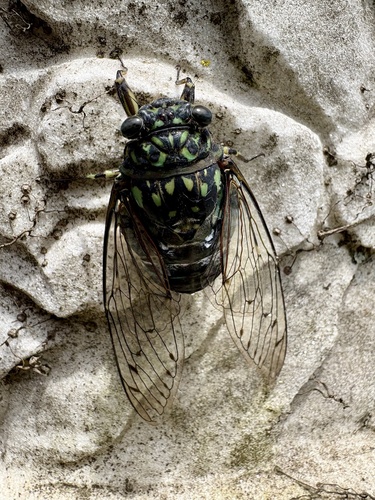 Robust Cicada
