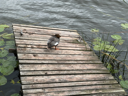 Common Merganser