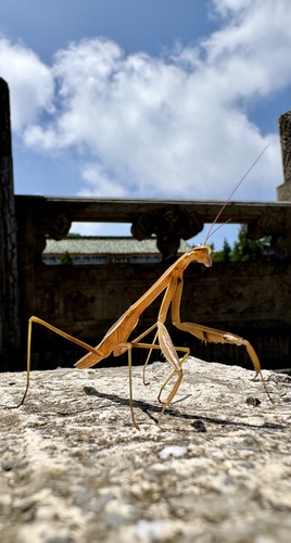 Chinese Mantis