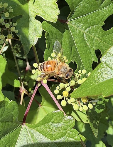 Western Honey Bee