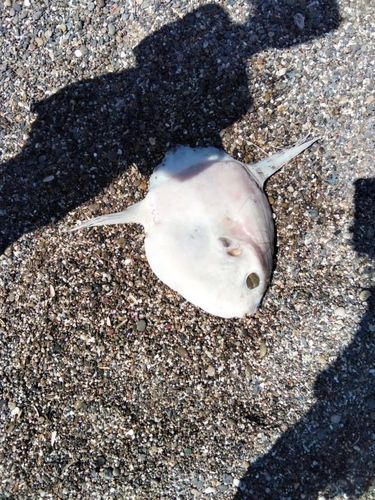 Common Mola