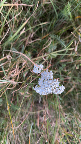 common yarrow