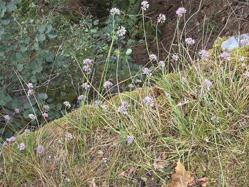 German Garlic