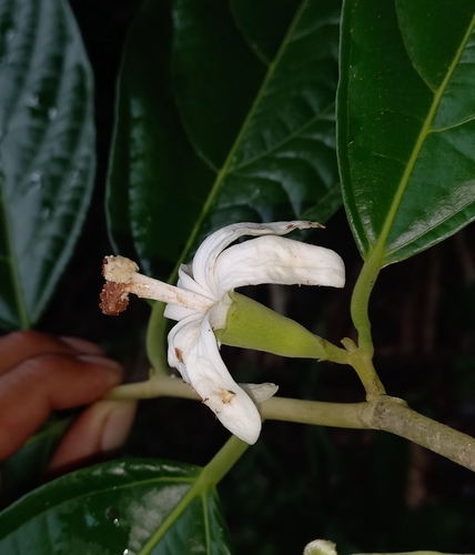 Quararibea funebris