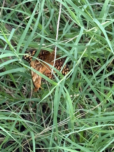 Variegated Fritillary