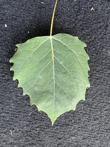 bigtooth aspen