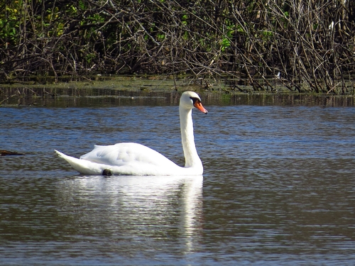 Mute Swan