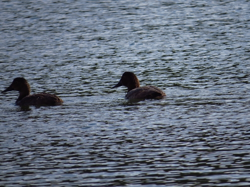Common Pochard