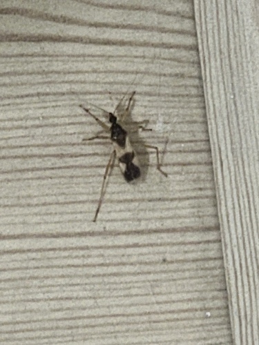 Reduvius pallipes