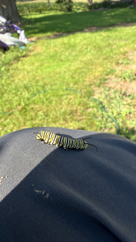 Monarch