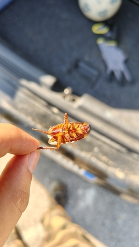 American Cockroach