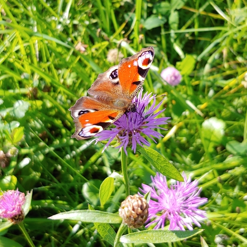 European Peacock Butterfly
