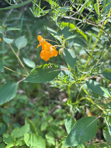 iNaturalist observation photo of common jewelweed