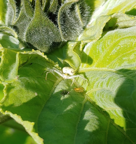 Goldenrod Crab Spider