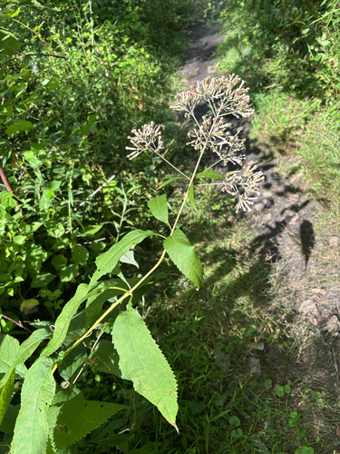 iNaturalist observation photo of sweet Joe-Pye-weed