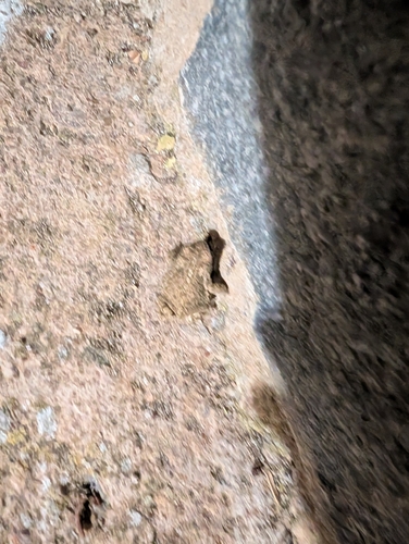 Natterjack Toad