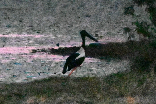 Torresian Black-necked Stork