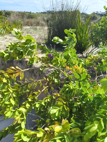 Sweet Pea Shrub
