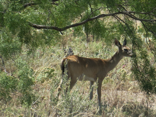 White-tailed Deer