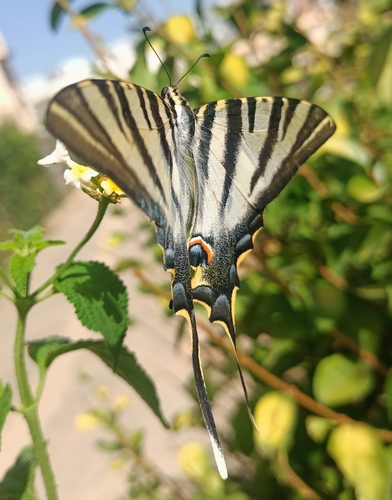 Iberian Scarce Swallowtail