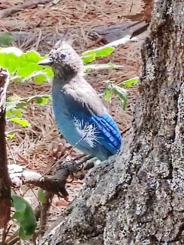 iNaturalist observation photo of Steller's Jay