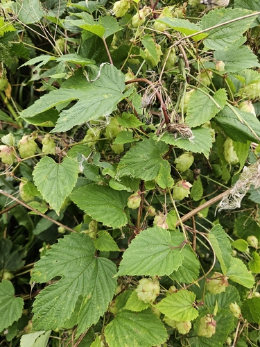 common hops