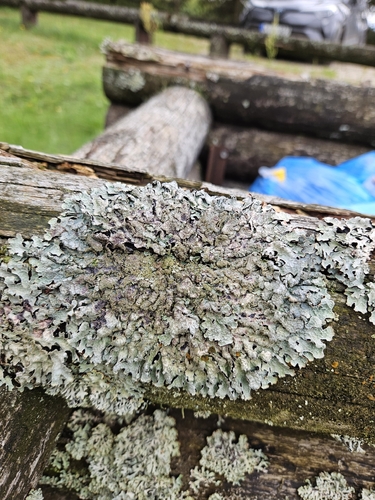 Netted shield lichen