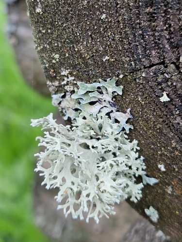 Oakmoss