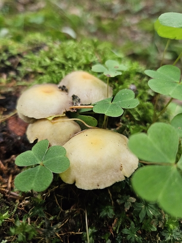 Sulphur Tuft