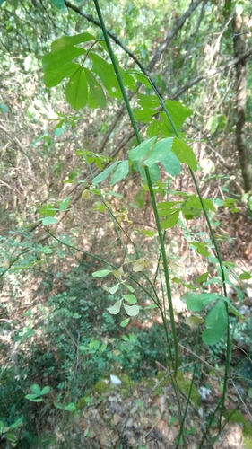 Scorpion Senna