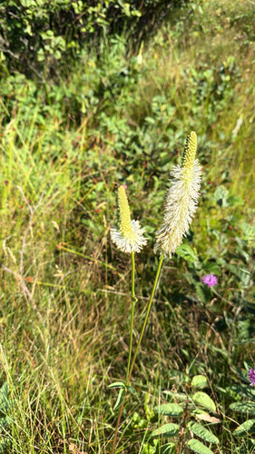 Canadian burnet