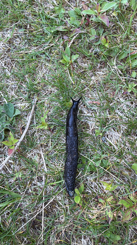 Black Slug