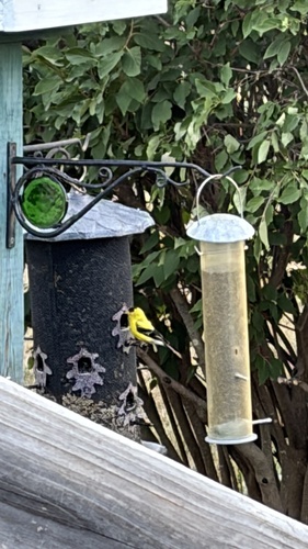 American Goldfinch