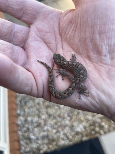 Southern Marbled Gecko