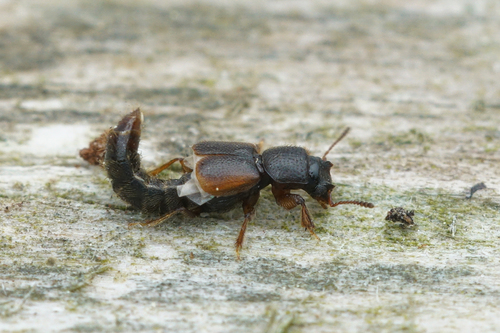 Bledius bicornis · iNaturalist