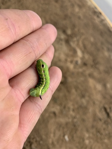 Tersa Sphinx