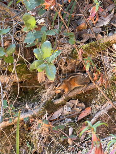 Sonoma Chipmunk observed by sierra43528