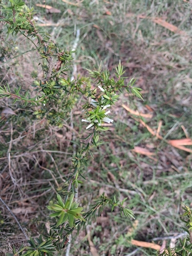Prickly Beard-heath